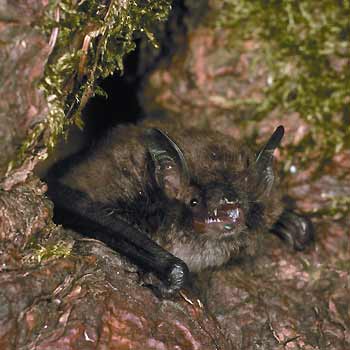 wasserfledermaus_hoehle