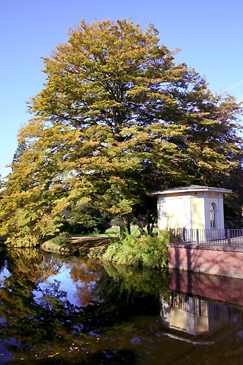 rotbuche-oldenburg