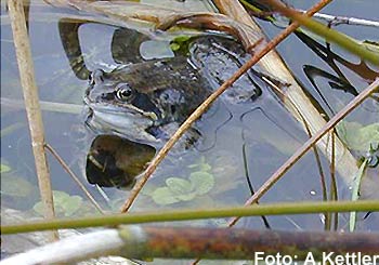 grasfrosch in teich