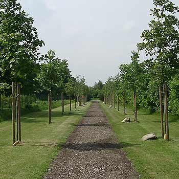 rundweg baum und natur